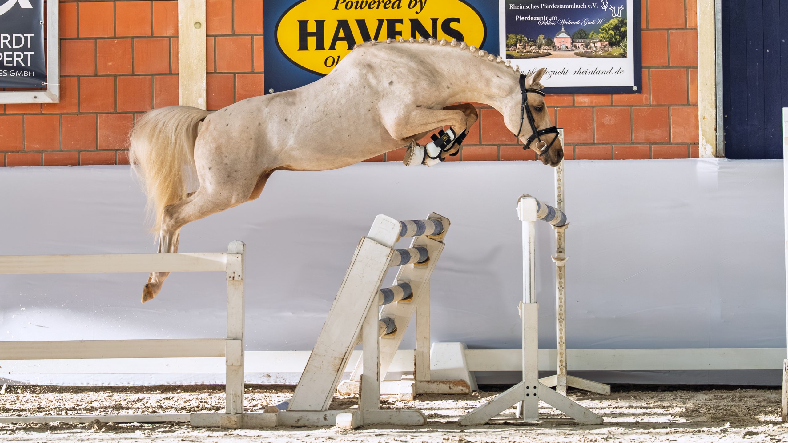 Rheinisches Pferdestammbuch