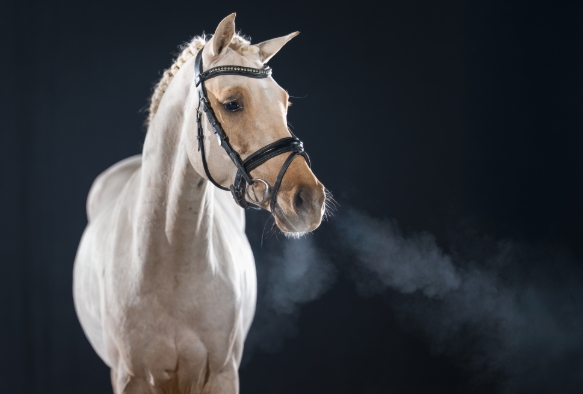 Pinocchio Junior auf der "Ponyhengste Spezial"