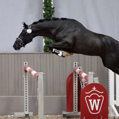 Be Happy On Me auf der westfälischen Körung in Münster-Handorf