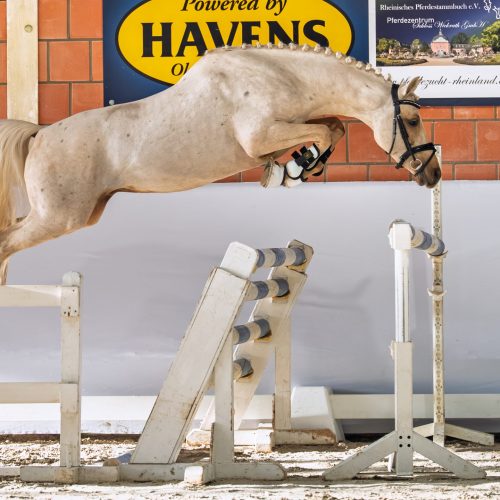 Pinocchio Junior auf der "Hengste Spezial" des rheinischen Pferdestammbuchs