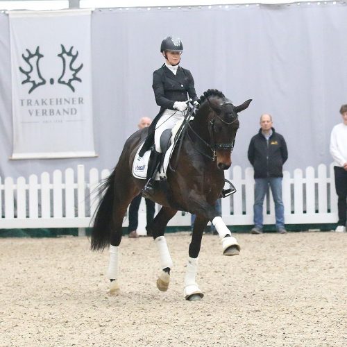 Olymp auf der Trakehner-Hengstschau in Münster